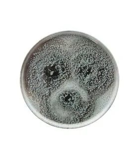 Tognana plato con borde Attitude Iceland 27cm